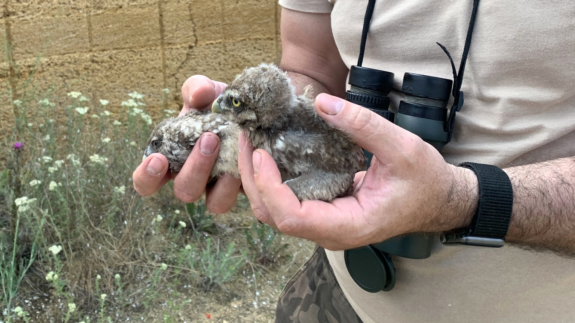 "Построили" убежище для выпавших из норы сычей. Через 2 недели убедились, что не зря старались. смотреть онлайн