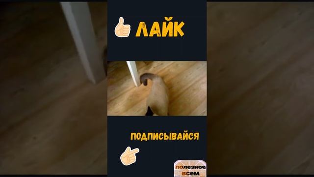 Черный лев (Black Lion) смотреть онлайн