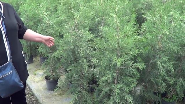 Хочу посадить высокие можжевельники. Путеводитель по сортам можжевельников смотреть онлайн