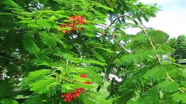 Delonix regia смотреть онлайн