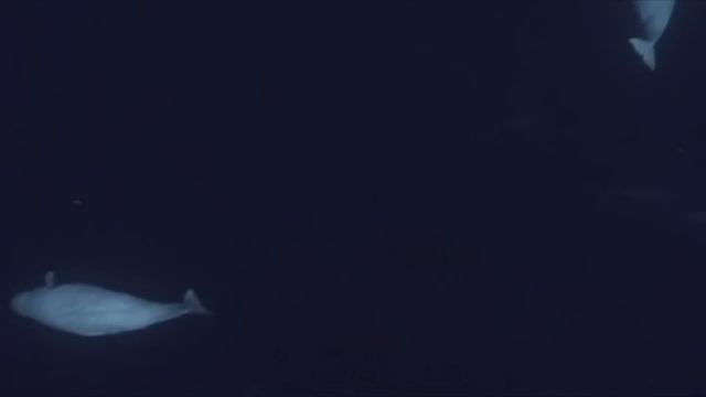 White Whales And Narwhals - Marine Mammals 1/9 - Go Wild