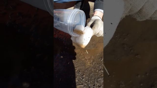 Что смывает нашатырь при промывке поршневой??? смотреть онлайн