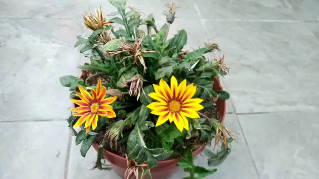 #Gazania o #Rayito_de_sol🌞Características y cuidados смотреть онлайн