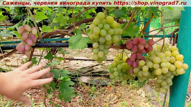 Парад сортов на 27.07.24 года - виноград МИНОР окрашивание, созревание, характеристики смотреть онлайн