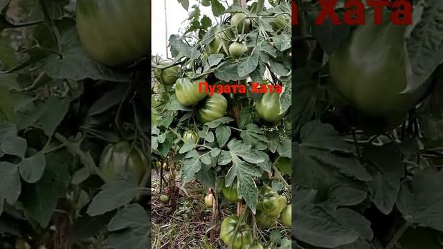 Томат Пузата Хата в открытом грунте. Он замечательный! смотреть онлайн