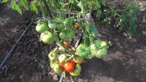 ТОМАТ САХАРНЫЙ ПУДОВИЧОК. ОБЗОР. Ольга Чернова.