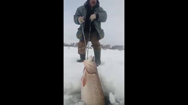 Ловля самой крупной щуки, по первому льду... смотреть онлайн
