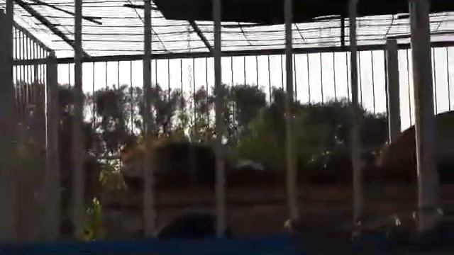 VLOG:СТАРЫЙ ОСКОЛ/ЗООПАРК