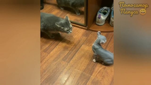 Говорящие коты! Лучшая подборка #35 смотреть онлайн