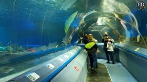 Океанариум Санкт-Петербурга – как выглядит подводный тоннель-аквариум с акулами