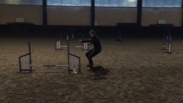 Тренировка по аджилити. Левретка. 21.01.2018 смотреть онлайн