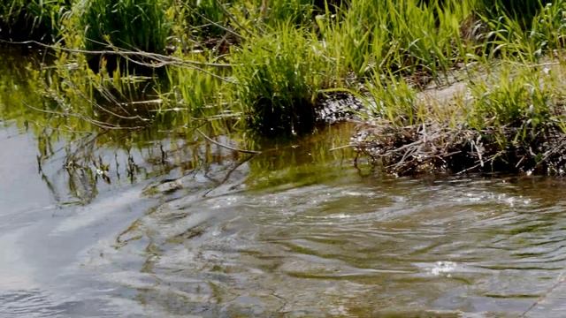 Европейская Речная Выдра смотреть онлайн