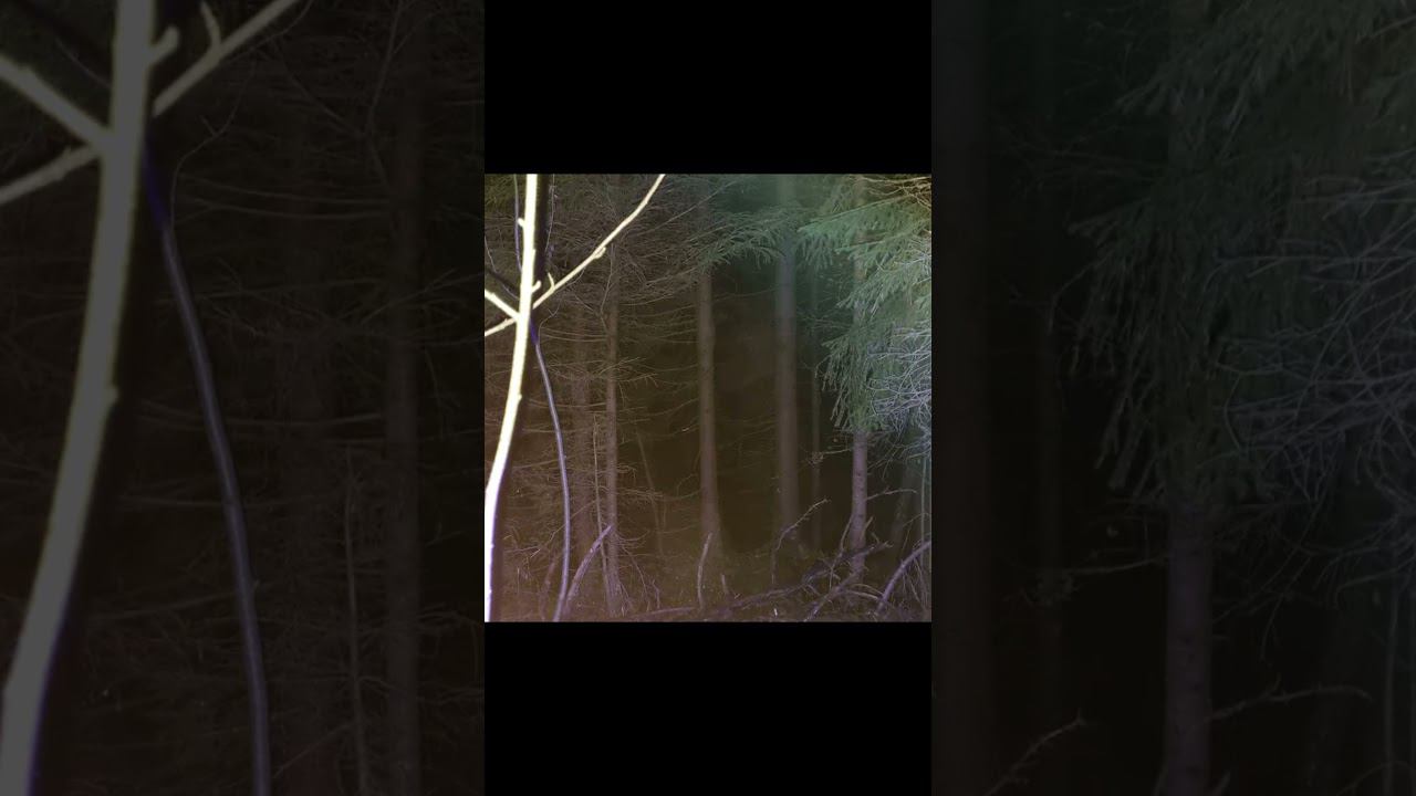 ЗАСНЯЛ СУЩЕСТВО В ЛЕСУ #мистика #аномальной #шушмор смотреть онлайн