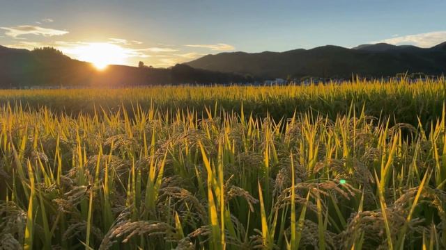 Solon of Athens: Life and Reforms смотреть онлайн