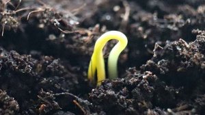 Как посадить и вырастить мощную рассаду перца без пикировки? Во что сажать перец на рассаду?