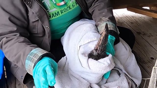 Ear mites in rabbits - how to treat naturally смотреть онлайн