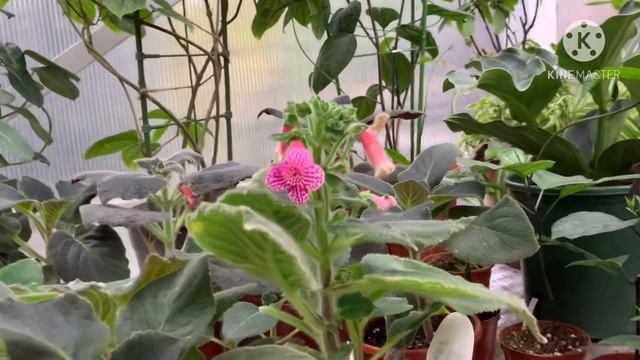 Болмо гулу | Кышка карата гулдор куносканага киргизилди смотреть онлайн