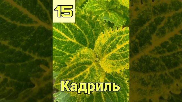 КОЛЕУС. ЛЕТНЯЯ АКЦИЯ КОЛЕУСОВ! смотреть онлайн