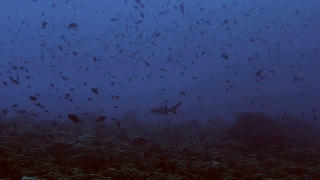Sharks and eagle rays. Maldives. 04/2019 смотреть онлайн