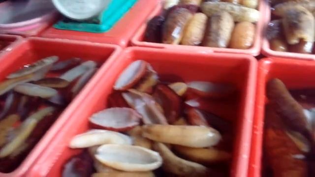 Трепанг морской огурец Индонезия