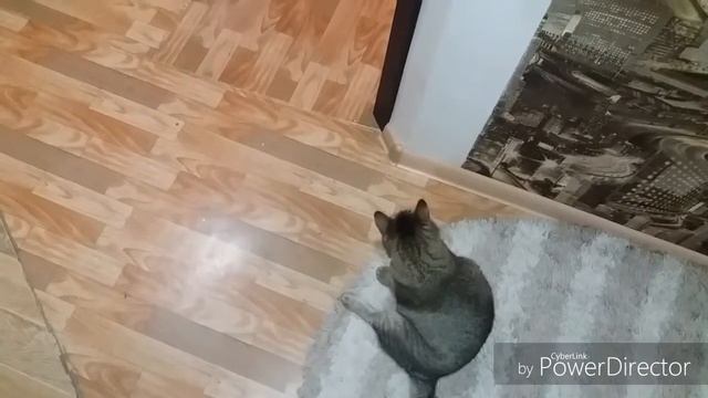 Ночные побегушки#игры с нашей кошкой Бусей#атака на мамины ноги смотреть онлайн