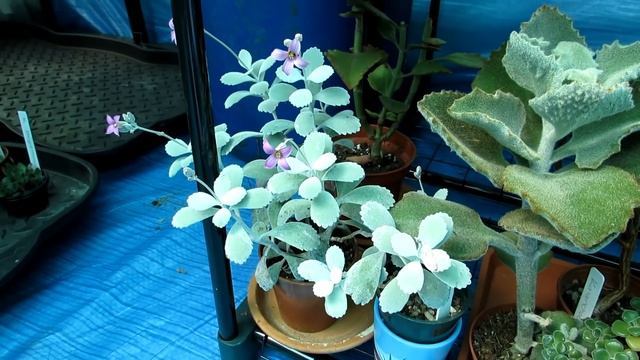 My Kalanchoe Pumila Succulent Plant In Beautiful Bloom