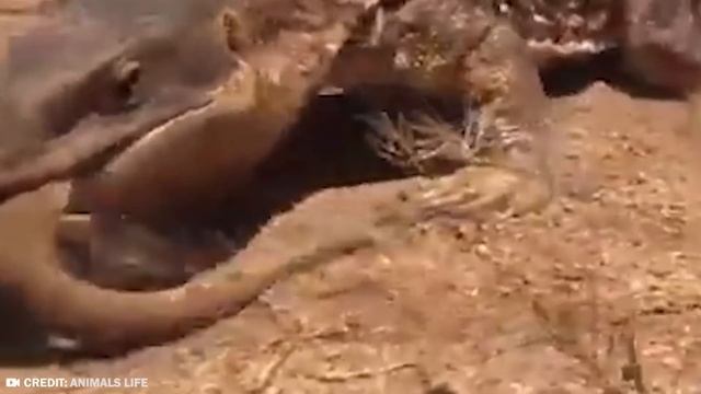 This Snake Messed with the Wrong Turtle смотреть онлайн