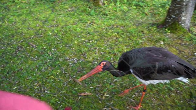 Wildpark Cumberland. Salzkammergut.