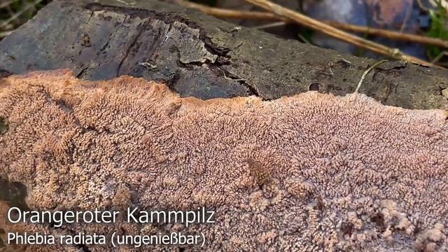 Der Winter ist zurück! Pilze im Januar | 20.01.2023 | Prachtbecherling, Winterhelmling, Austern & C смотреть онлайн