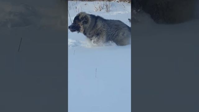 Олварус Риддер Фрейя Фая,3,5 месяца смотреть онлайн