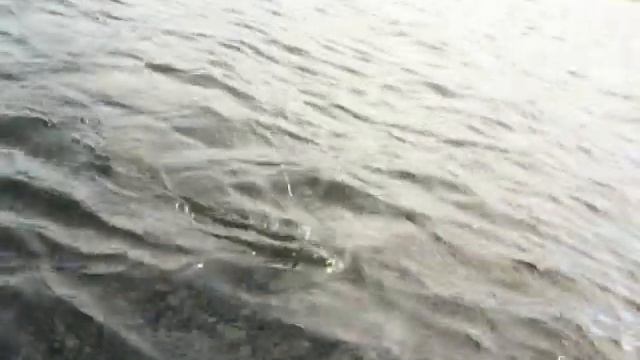 Щука  и два дурня без подсачника!)))   Северная Карелия