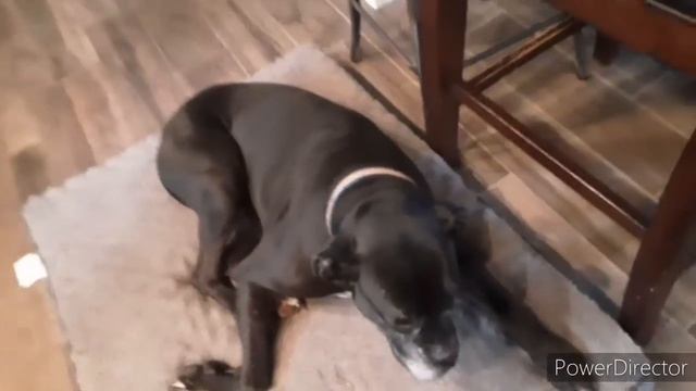 showing you my cute dogs?? (Colby Ford weekly vlogs) смотреть онлайн