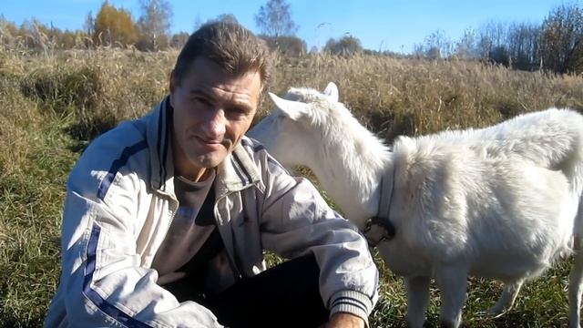 Всё о козах. Хочу завести козу. Для начинающих козаводов. Содержание разведения коз. #Всё_о_козах смотреть онлайн