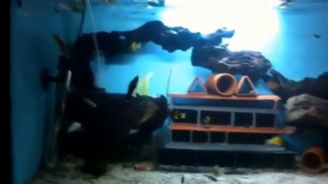 How many fish can I put in my aquarium смотреть онлайн