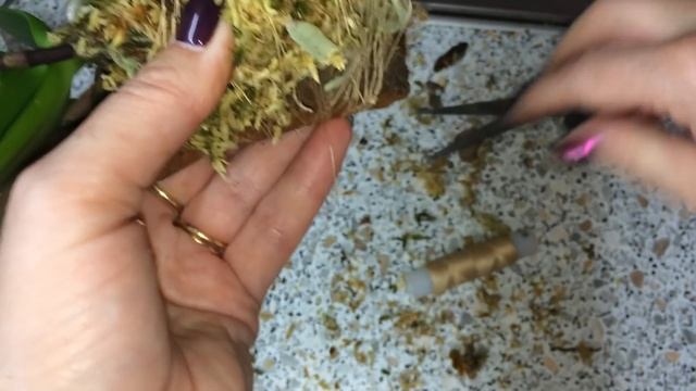 45 ОРХИДЕЙ С МУСОРКИ. Реанимация мини орхидей. Посадка орхидеи на блок. смотреть онлайн