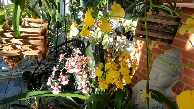 Oncidium Orchids Care | Dancing Lady | Heaven Scent 'Redolence' | Sweet Sugar Lemon Drop смотреть онлайн