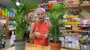 Хризалидокарпус и хамедорея - ищем отличия и сходство. Чем одна пальма отличается от другой?