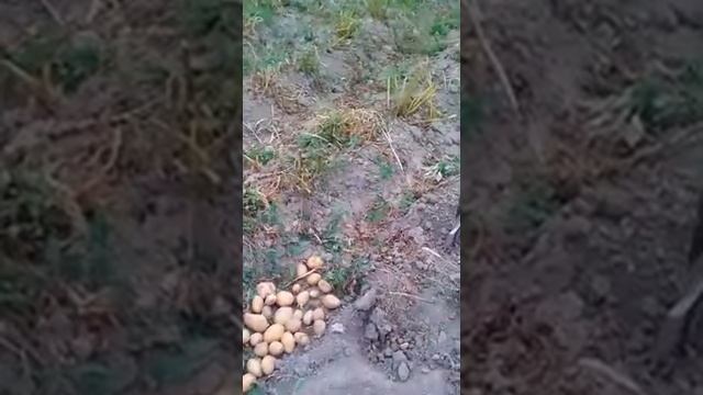 КАРТОФЕЛЬ. МЕТОД С ОКУЧИВАНИЕМ И ПРОПОЛКОЙ! СОБИРАЕМ УРОЖАЙ смотреть онлайн