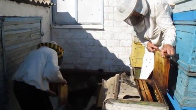 Осторожно! Пчёлы - просто звери! смотреть онлайн