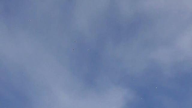 Как не терять высоколетных голубей? Или сократить потери до минимума. смотреть онлайн