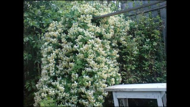 Лианы Комнатные Растения Фото И Названия смотреть онлайн