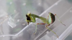 Как богомол растёт: от нимфы до взрослого богомола