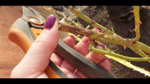 Весенняя обработка роз/Обзор КРЫМСКИХ роз