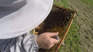 Вырезаю маточники