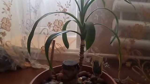 Пальма Юкка: уход и размножение смотреть онлайн