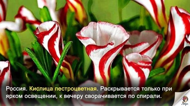 Самые необычные цветы мира. | Это интересно смотреть онлайн