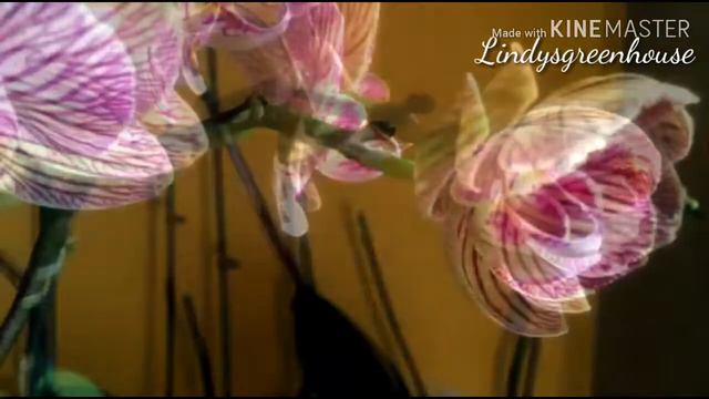 Orchids blooming in slow motion смотреть онлайн
