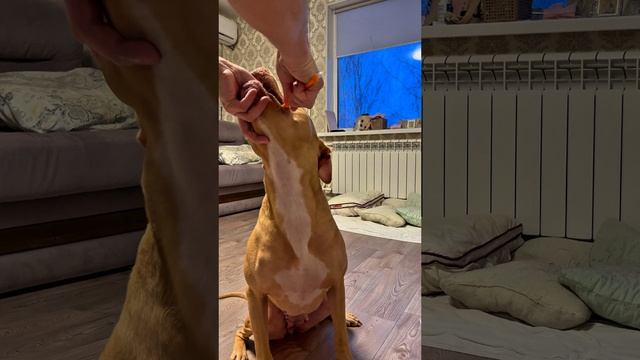 Питбулю Чистим Зубы смотреть онлайн