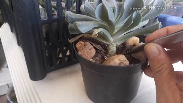 Suculenta Echeveria Runyonii 'Topsy Turvy'- Importância Da Limpeza Do Caule/ Plantas & Flores Vamos