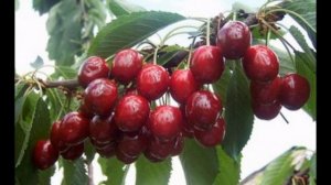 Обзор сорта черешни "Аделина" (характеристики, свойства, фото)